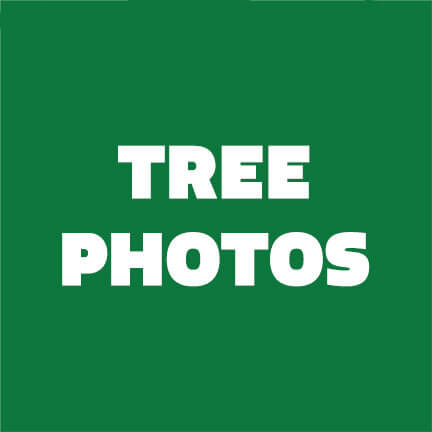 Tree Photography