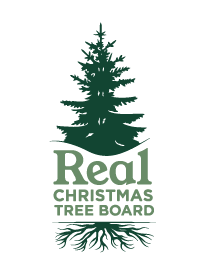 Real Christmas Tree Board