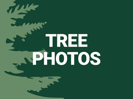 Tree Photography